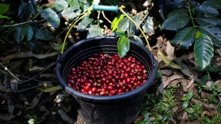 Café arábica sobe mais de 4% na ICE para atingir a máxima de quase uma década