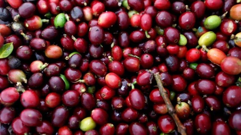 Clima adverso no Vietnã afeta comércio do café