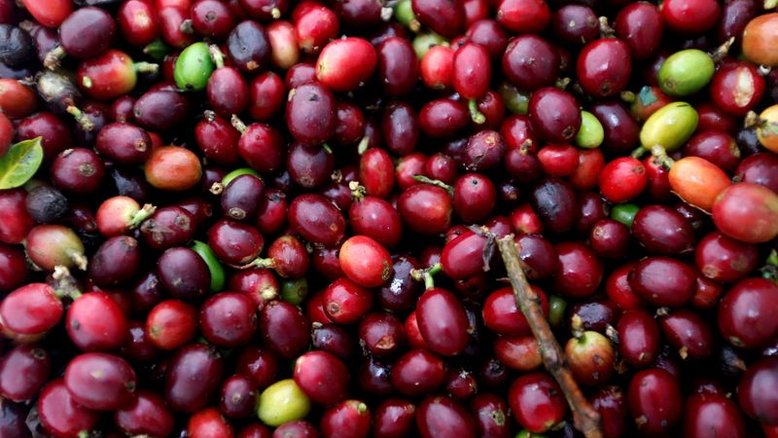 Clima adverso no Vietnã afeta comércio do café