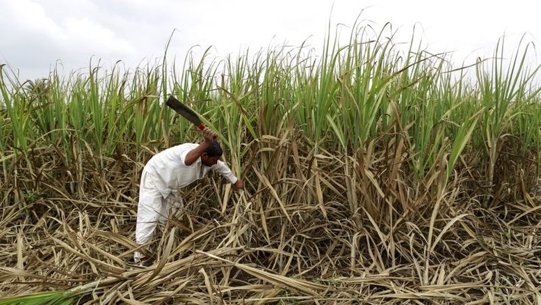 Produção indiana de açúcar cresce 10% no 1º bimestre da safra