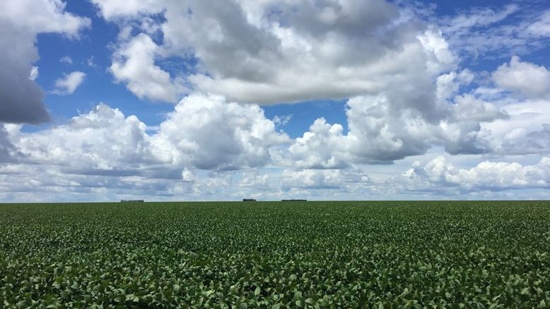 AgRural deve cortar estimativa de milho verão por seca no Sul