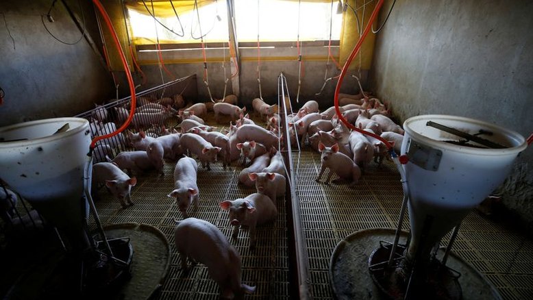 Exportação de carne suína do Brasil já supera o total de 2020, diz ABPA