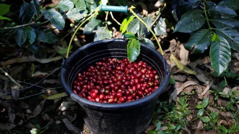 Café arábica cai 3% na ICE com realização de lucros