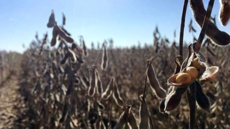 Agricultores brasileiros plantam mais soja em Cerrado e desmatam menos, diz Abiove