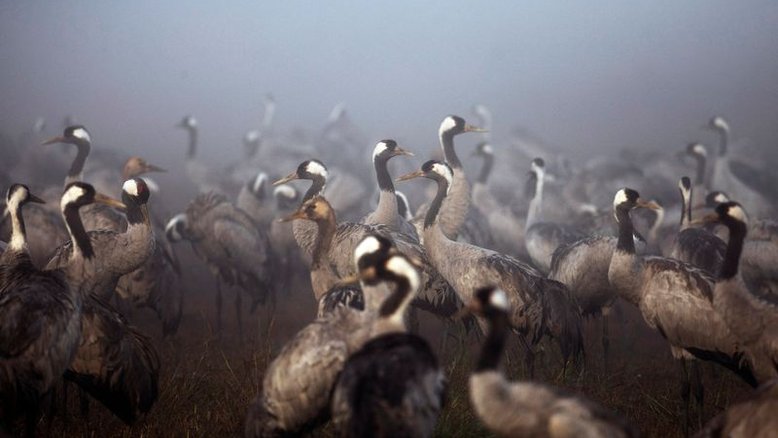 Gripe aviária mata milhares de aves em Israel e leva a abates
