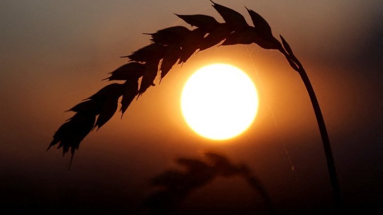 Clima seco afeta safra de trigo de inverno em regiões da Ucrânia
