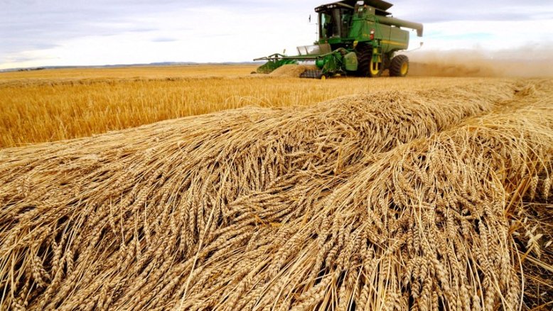 Estimativa de safra trigo argentina pode ser revisada para cima, diz bolsa