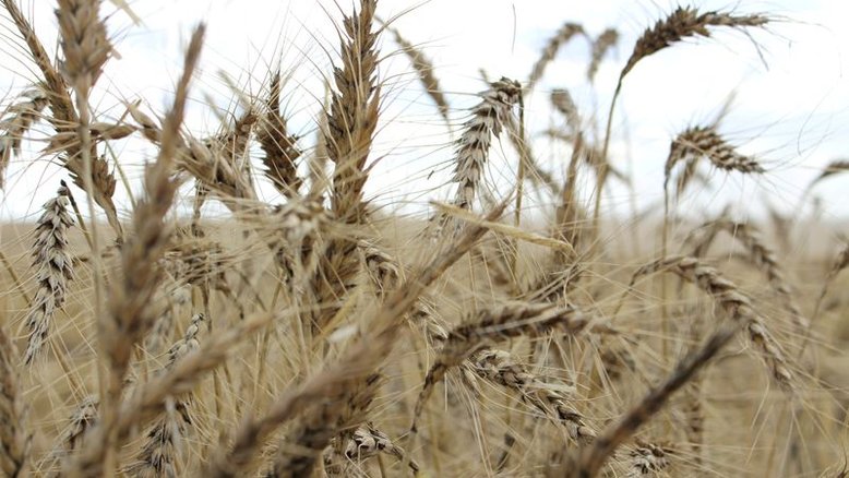 Plantio de trigo triplica em 1 semana no Paraná com chuvas, diz Deral