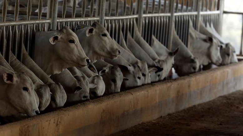 StoneX aponta queda de 0,79% no confinamento bovino do Brasil em 2021
