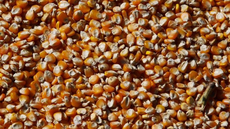 Importações de milho pela China mais que dobram em abril; compras de trigo também disparam