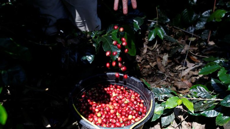 Café arábica toca máxima de 4 anos na ICE em meio a ofertas apertadas