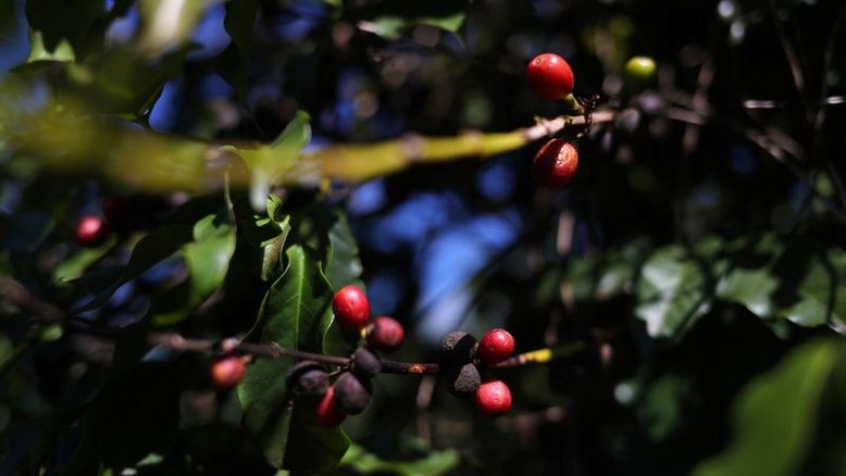USDA vê menor safra de café do Brasil em 4 anos; aponta queda de 30% no arábica
