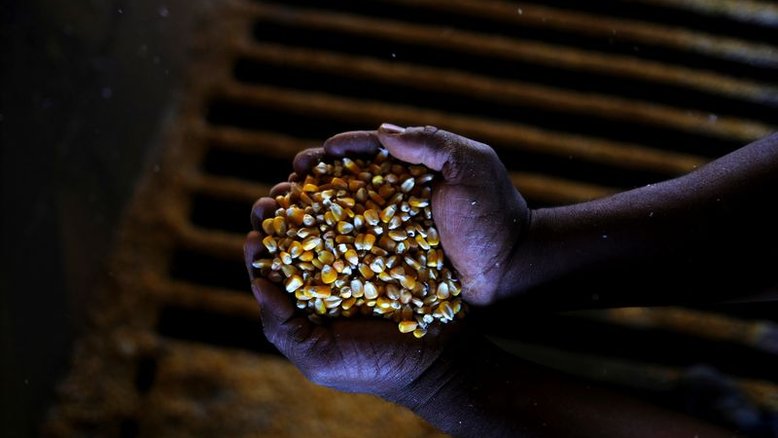 Condição da safra de milho do Paraná piora; lavoura de trigo vê melhora