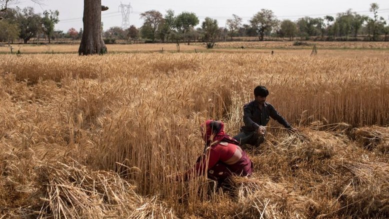 Produtores indianos devem colher recorde de safra de trigo e milho este ano