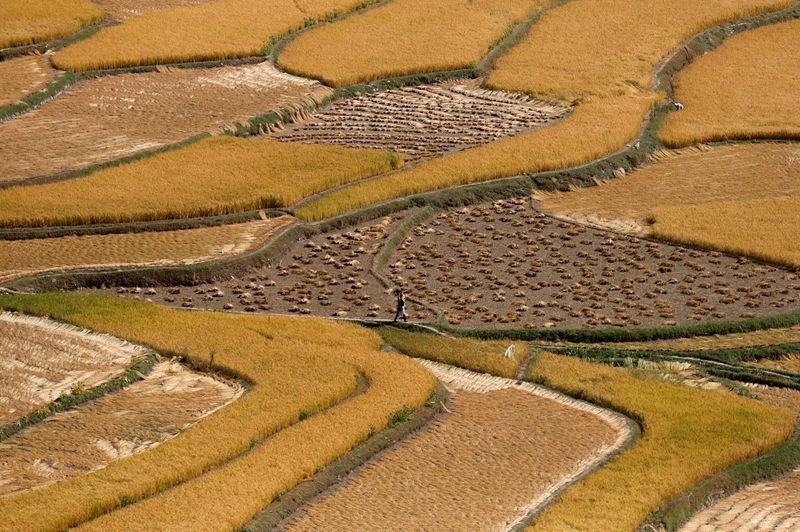 Índia eleva preço do arroz em meio a protestos de agricultores
