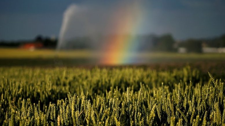 Bunge anuncia retomada de moagem de trigo em Brasília