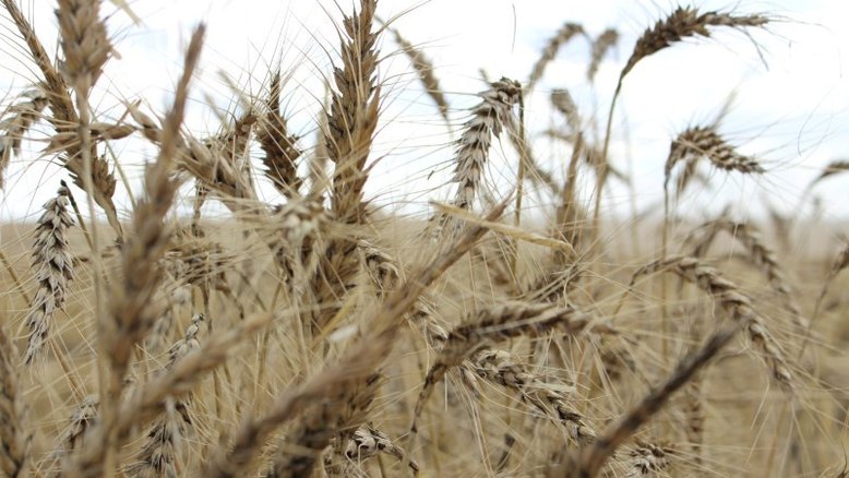 RS estima alta de até 20% em área de trigo com demanda para ração, diz FecoAgro
