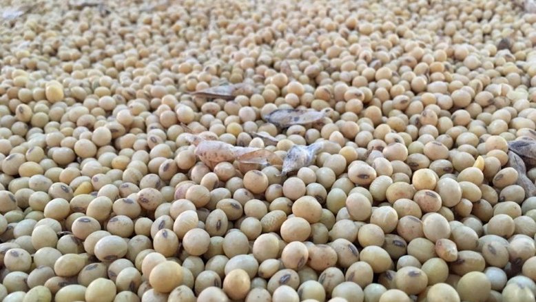 Soja tem mínima de 2 meses com recuo de preços do óleo vegetal