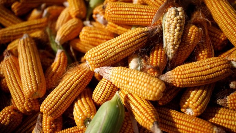 Milho e soja recuam com clima nos EUA e ampla liquidação de commodities