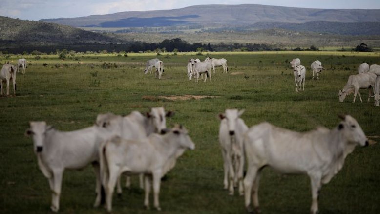 Brasil deve propor nova lei para rastrear pecuarista e limitar desmatamento