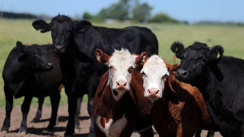 Pecuaristas da Argentina rebatem limite para exportação de carne, veem prejuízo à produção