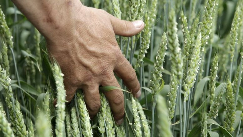 Plantio de trigo ganha ritmo no RS e já atinge 75% em algumas regiões, diz Emater