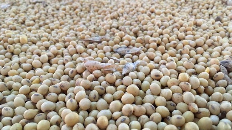 Brasil pede para China esclarecer novo padrão de soja, afirma representante