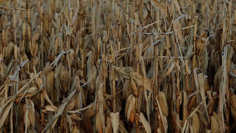 Geada atinge milho do Paraná e Mato Grosso do Sul e acentua quebra de safra