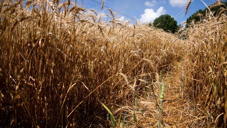 Preços de commodities agrícolas devem perder força na década; emissões aumentarão