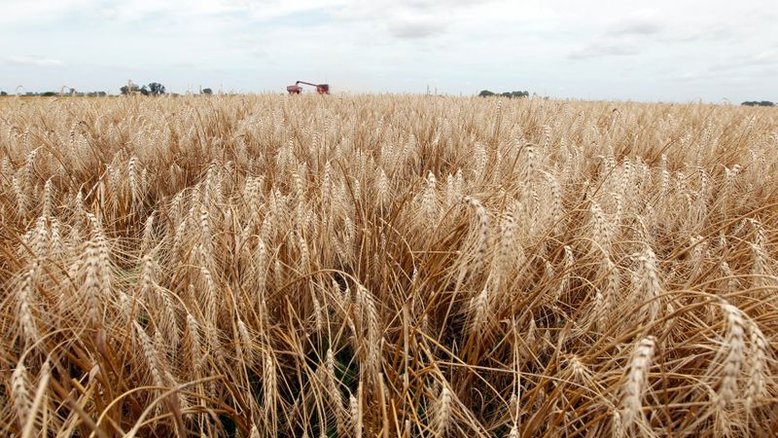 Plantio de trigo no RS atinge 91% e supera média histórica, diz Emater