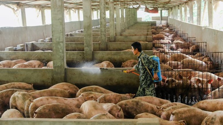 Peste suína ressurge e afeta pequenas criações em Sichuan, na China
