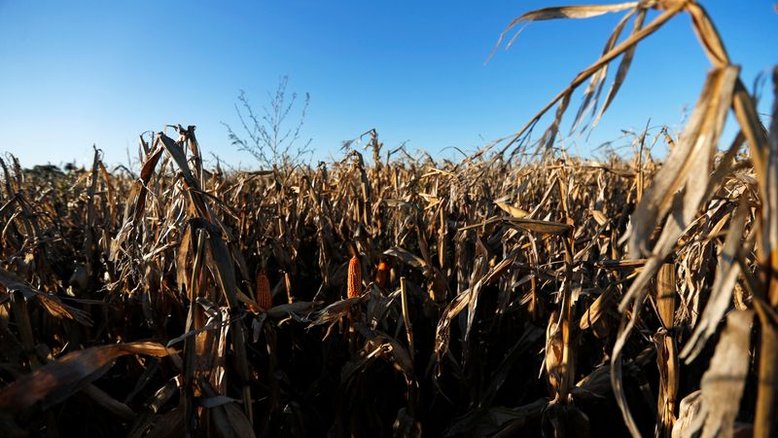 Previsão de safra de milho da Argentina pode cair por clima quente e seco, diz bolsa de grãos