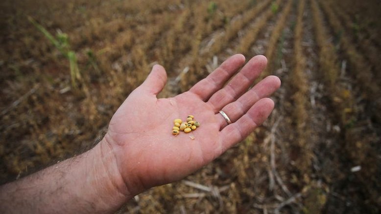 USDA reduz safras de soja de Brasil, Argentina e Paraguai; estoques caem