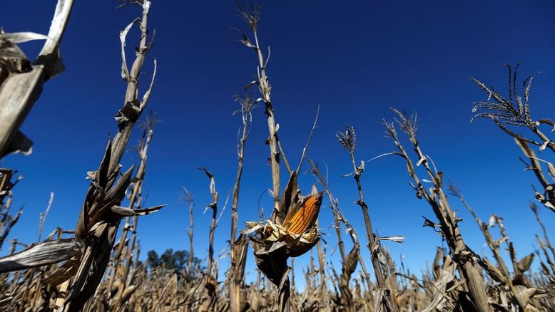 Seca derruba previsões para safras de milho e soja da Argentina, diz bolsa