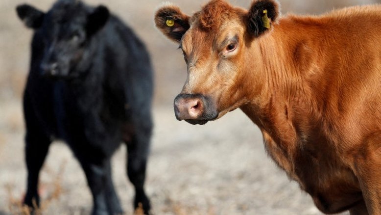Preços altos da carne nos EUA: lucro da indústria ou crise de capacidade?