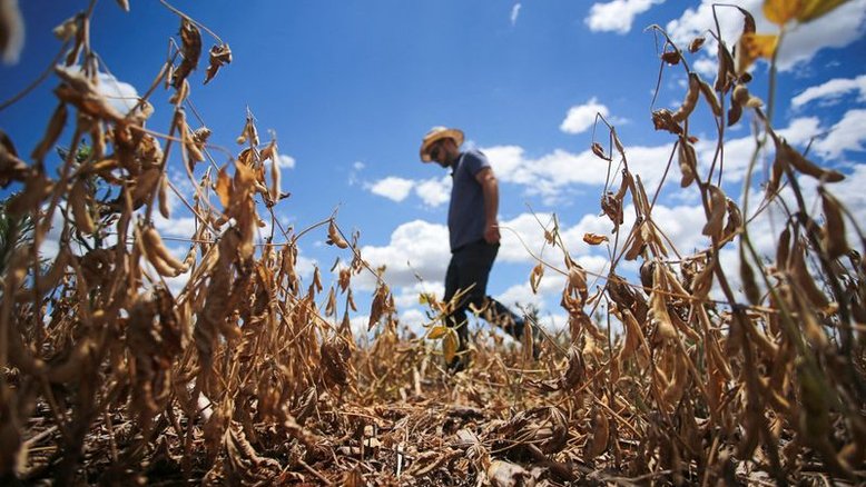 Colheita de milho verão no Rio Grande do Sul chega a 27%, segundo Emater