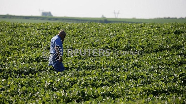 Exportação de soja do Brasil deve cair para 85,5 mi t após seca, diz Safras & Mercado