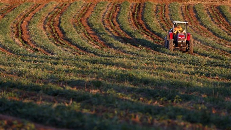 Açúcar bruto recua na ICE com tensões geopolíticas; café robusta toca mínima
