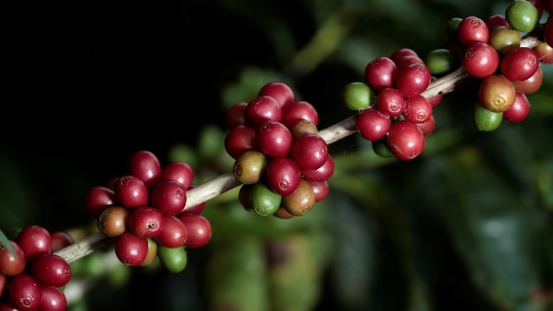 Café arábica atinge máxima de 10 anos na bolsa ICE
