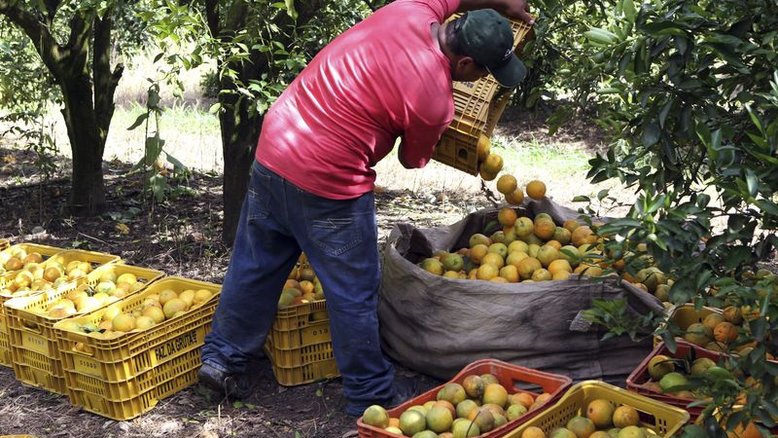 Fundecitrus mantém projeção de quebra de 10% na safra de laranja em SP e MG