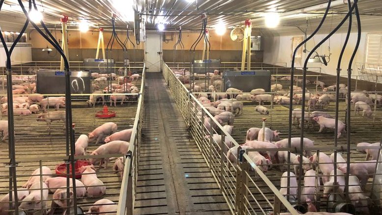 Brasil pede ampliação de prazo para cota de carne suína à Rússia e agilidade em licenças
