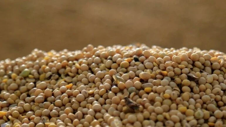 Rio Grande do Sul conclui plantio de soja; colheita de milho alcança 54% das áreas