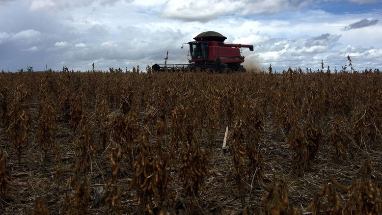 Datagro eleva em 250 mil t projeção de safra de soja do Brasil