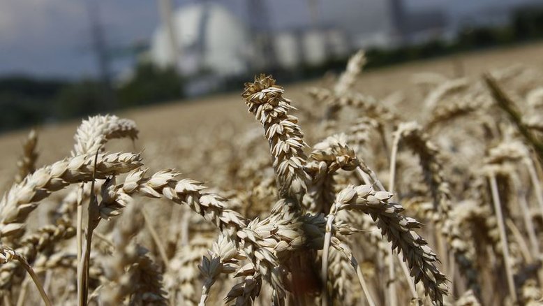 Trigo supera limite diário; óleo de soja atinge máxima após invasão russa na Ucrânia