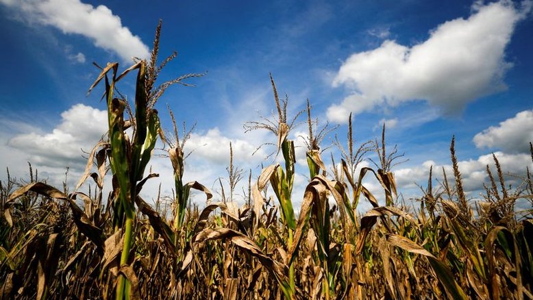 Rio Grande do Sul inicia colheita de soja e conclui plantio de milho