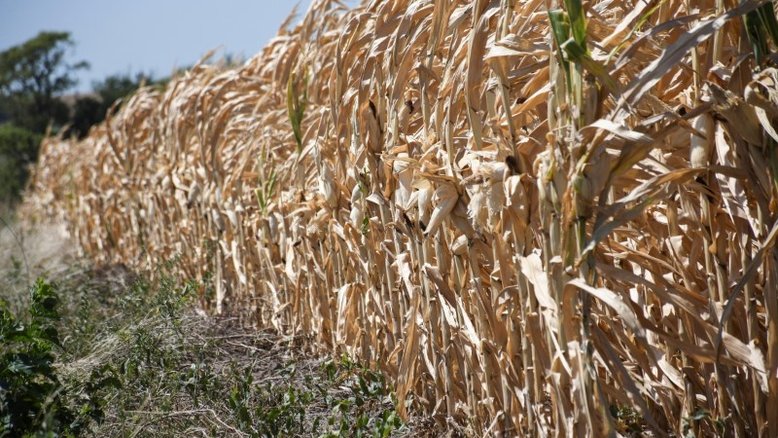 Novas chuvas marcarão fim da seca para campos argentinos, diz especialista
