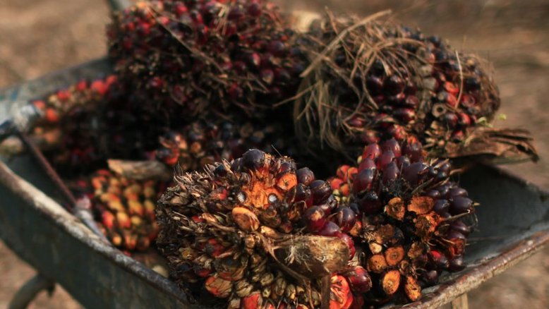 Destruição de demanda arrefecerá preço de óleos vegetais no 2º semestre, dizem analistas