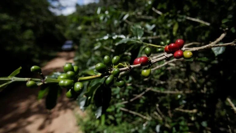 Exportações de café de Honduras caem 23% em maio com produção menor