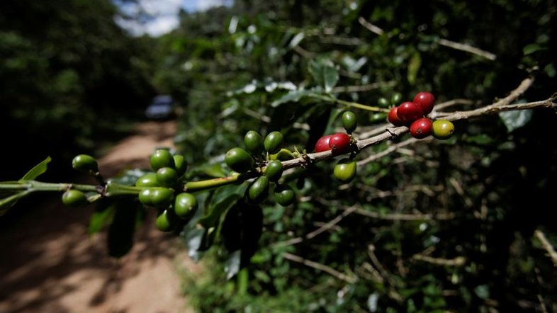 Exportações de café de Honduras caem 23% em maio com produção menor