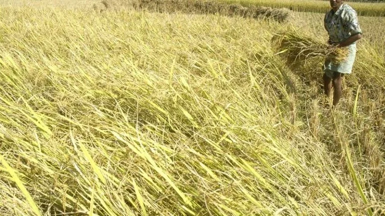 Índia diz que não há novos planos para conter exportações de alimentos